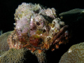   Stone Fish  